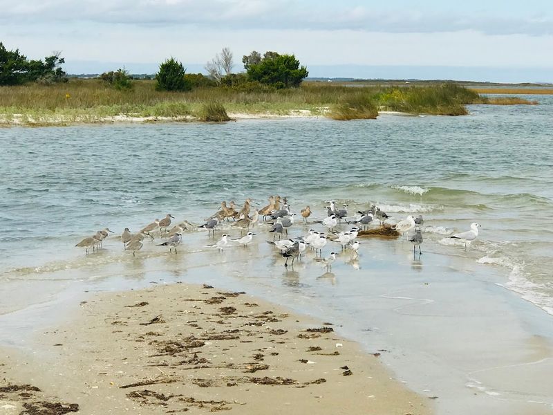 Wildlife Encounters and Marine Life