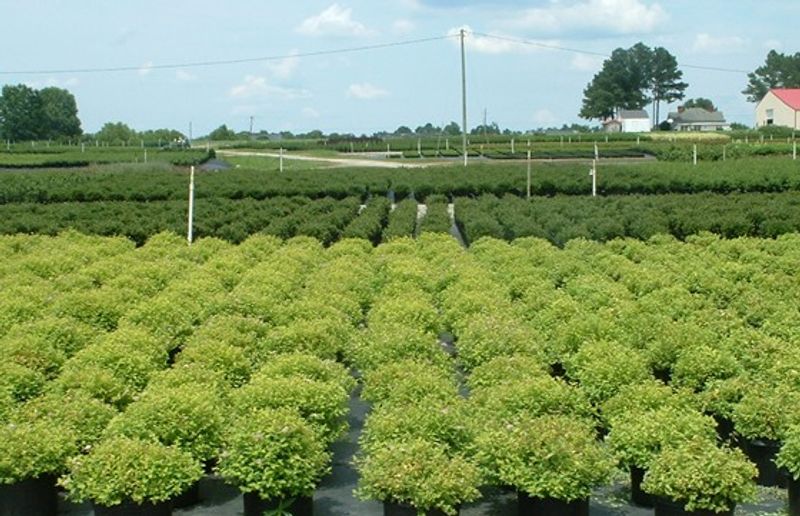 Smith's Nursery