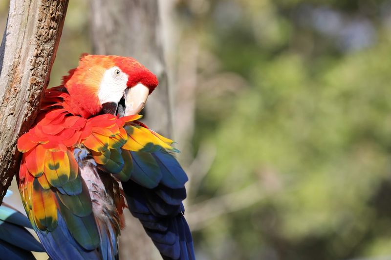 Sylvan Heights Bird Park - Scotland Neck, Halifax County