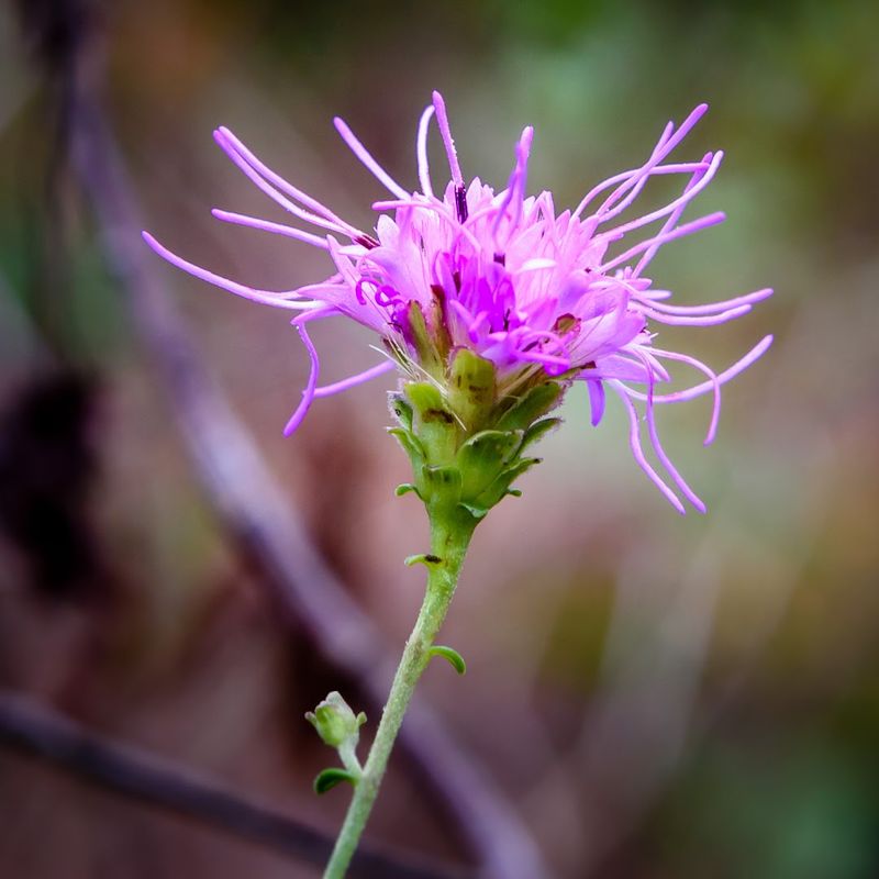 Weymouth Woods-Sandhills Nature Preserve - Southern Pines, Moore County