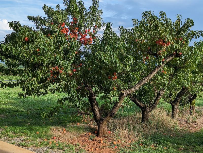 Chiles Peach Orchard (Crozet)