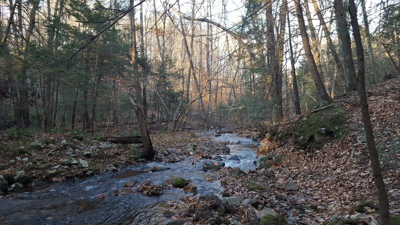 Naugatuck State Forest 