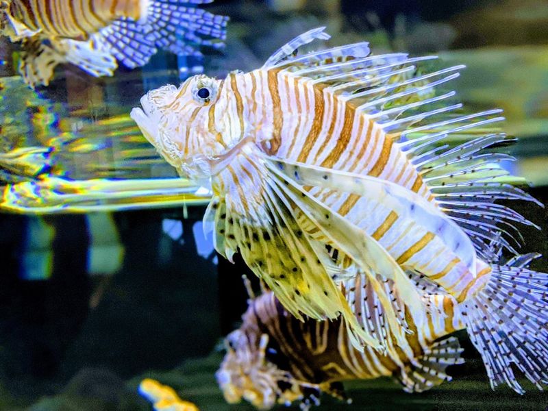 Virginia Living Museum