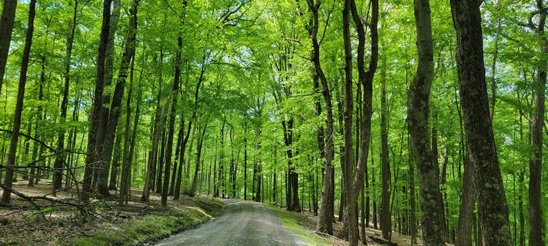 Walking Among Giants in the Old Growth Forest