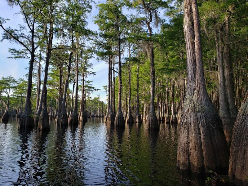 George L. Smith State Park - Twin City, Emanuel County