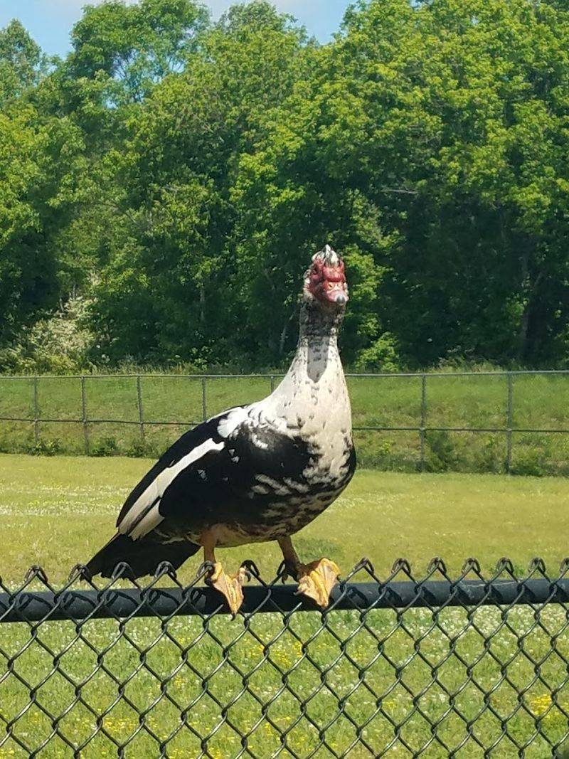 Noah's Ark Animal Sanctuary - Locust Grove, Henry County