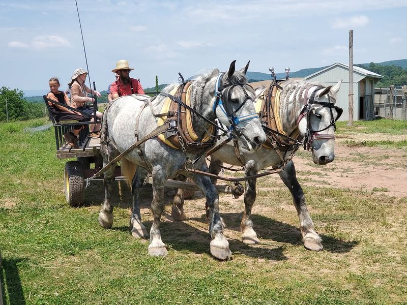 Animal Park and Petting Zoo at Green Horse Farm - Dornsife