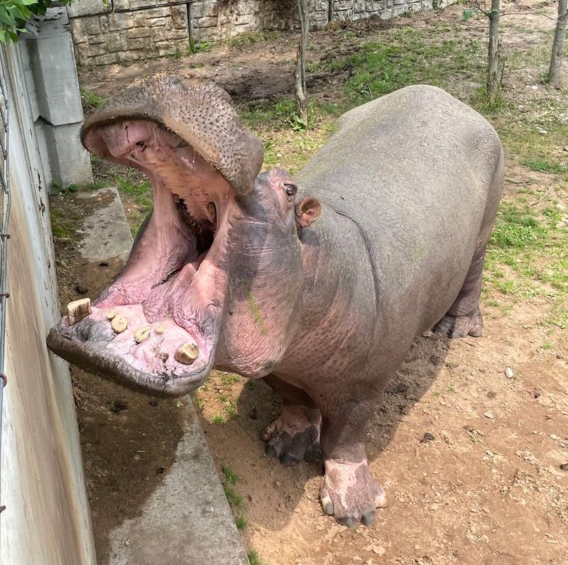 DeYoung Family Zoo (Wallace)