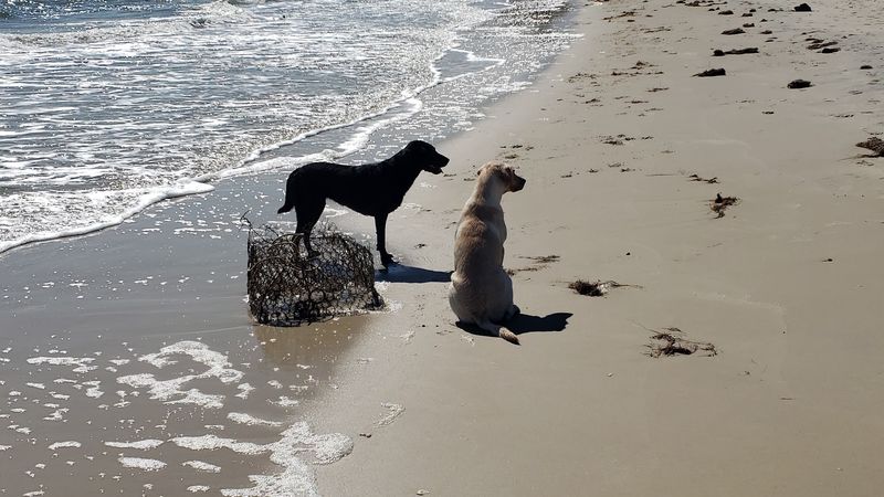 Grandview Nature Preserve Beach (Hampton, Hampton City)
