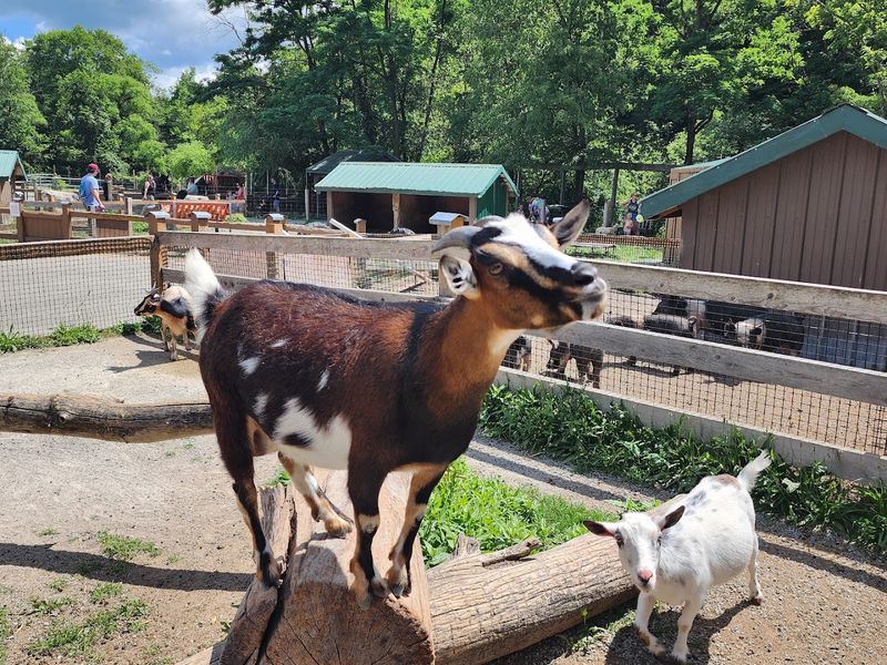 Living Treasures Animal Park, Jones Mills, Westmoreland County