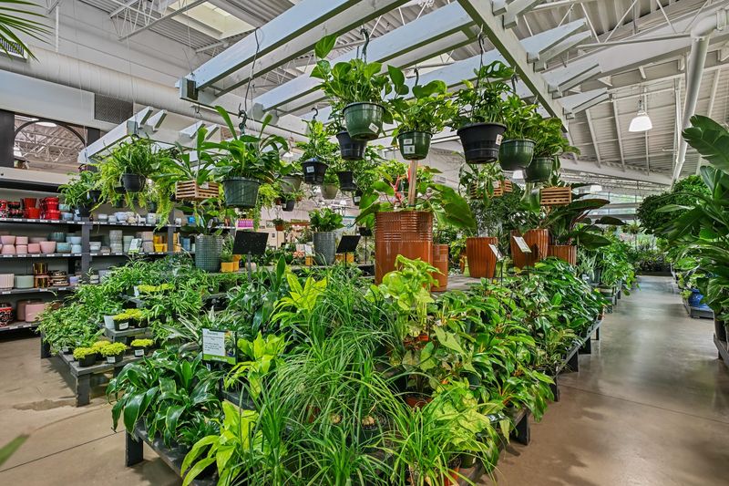 Pike Nurseries (Lindbergh)