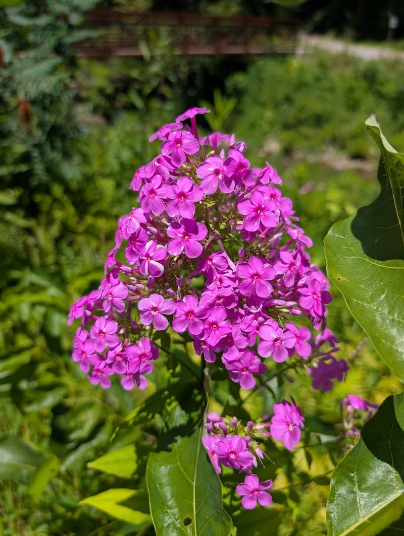 Asheville Botanical Gardens – Asheville