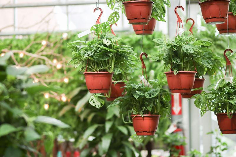 McDonald Garden Center - Virginia Beach, Virginia Beach