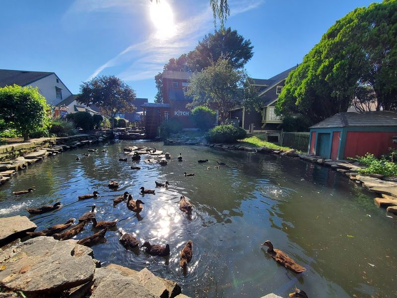 The Enchanting Duck Pond and Waterfall