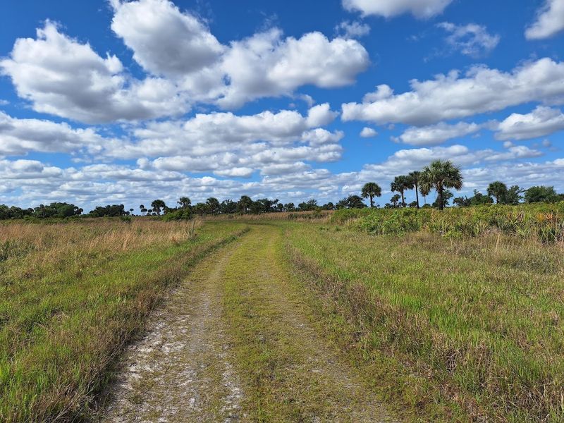 Rare Florida Prairie Landscape