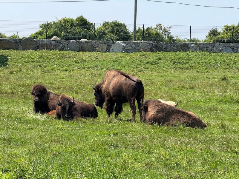 Action Wildlife Foundation