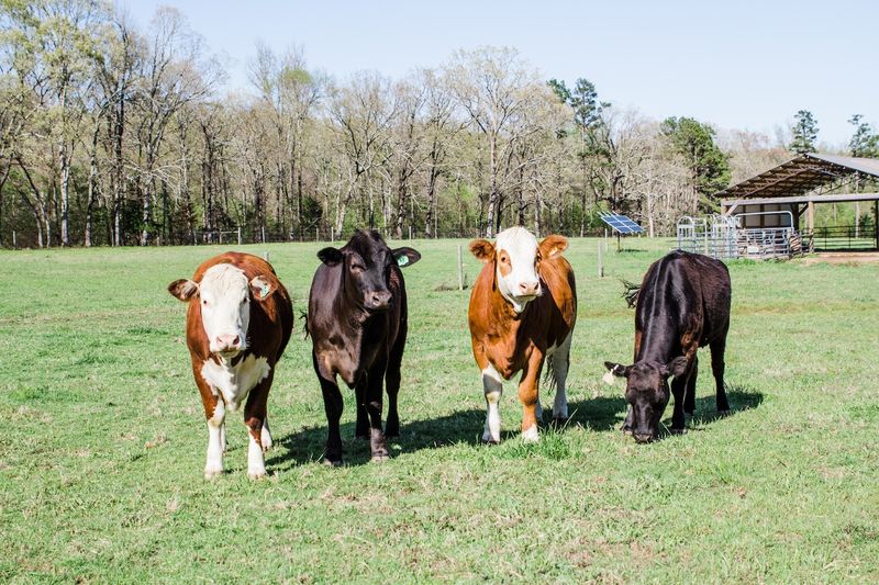 Double B Ranch