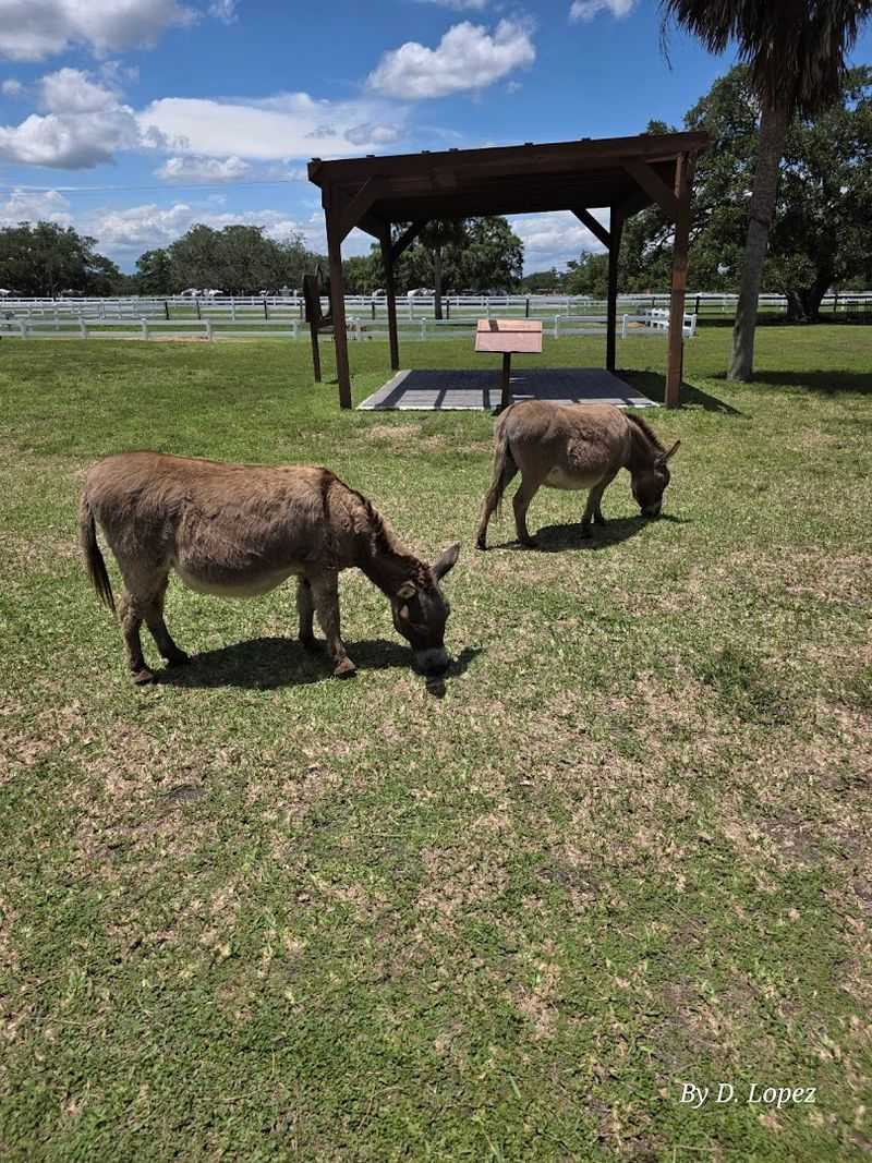 Westgate River Ranch Petting Farm (River Ranch)