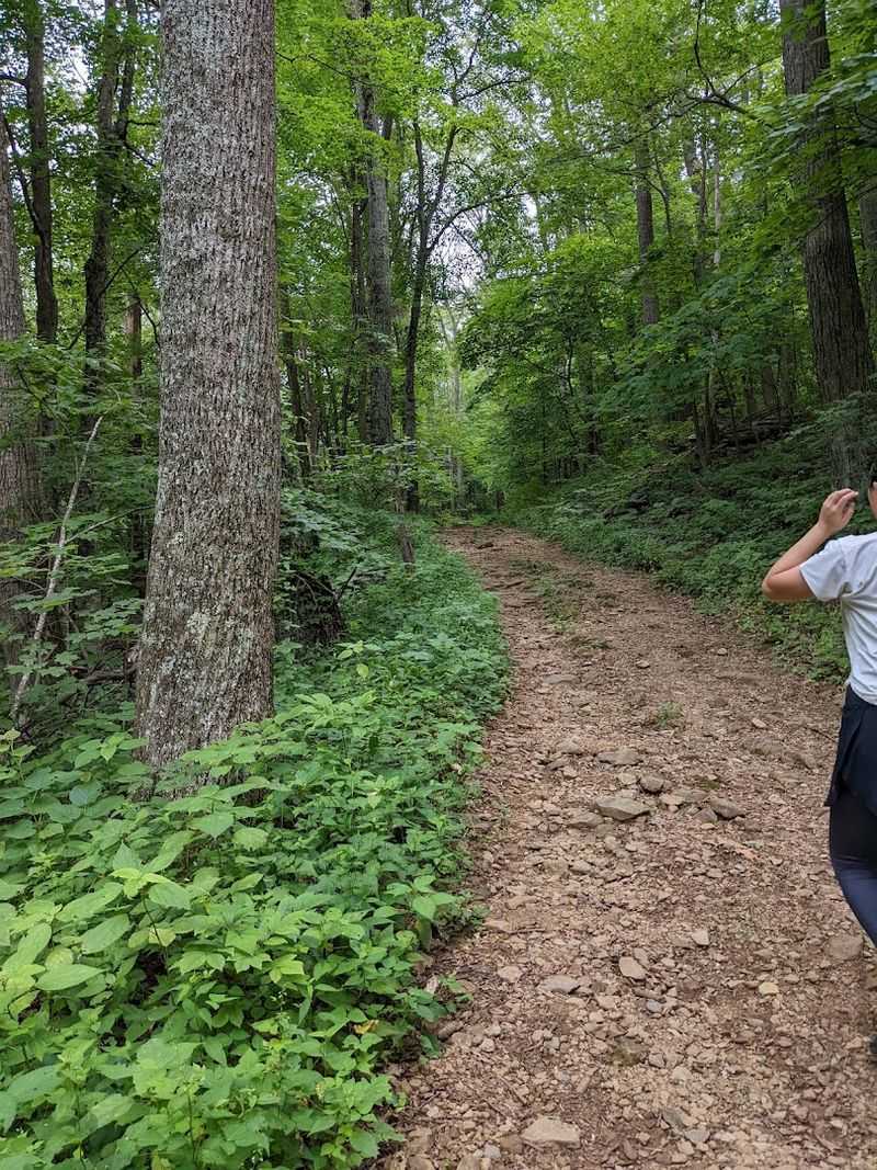 Whiteoak Canyon Trail