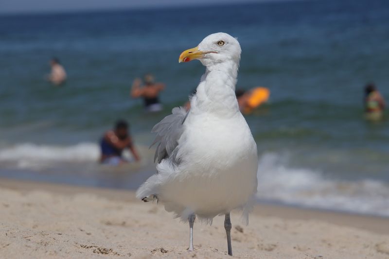 Nauset Beach, Orleans, Barnstable