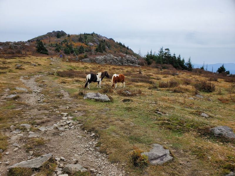 Mount Rogers Access Point