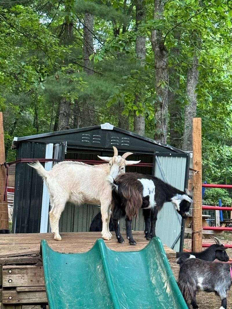 Hooves and Feathers Petting Farm – Tiger