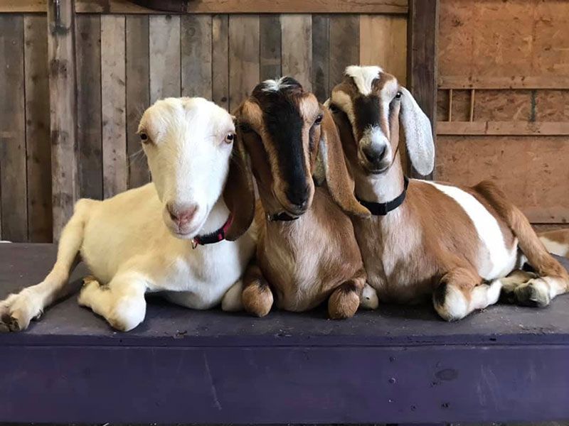 Safari Farm, Zoo and Petting Zoo - Lake Ariel