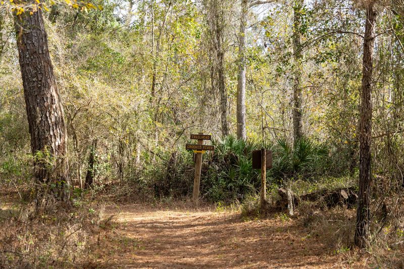Withlacoochee State Forest Equestrian Trails 