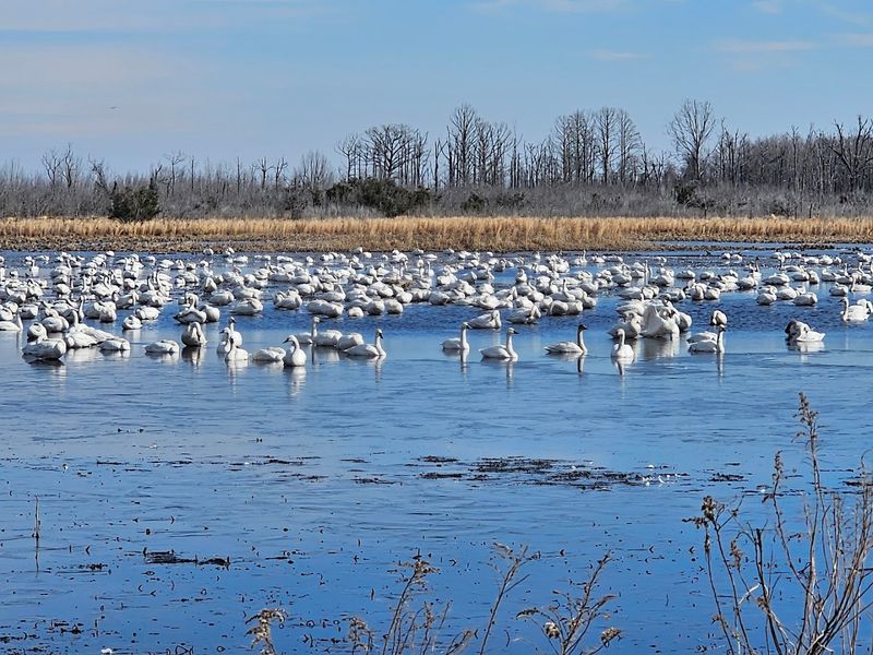 Pocosin Lakes National Wildlife Refuge - Columbia, Tyrrell County