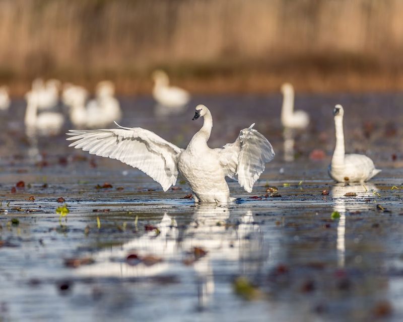 Pocosin Lakes National Wildlife Refuge - Columbia, Tyrrell County