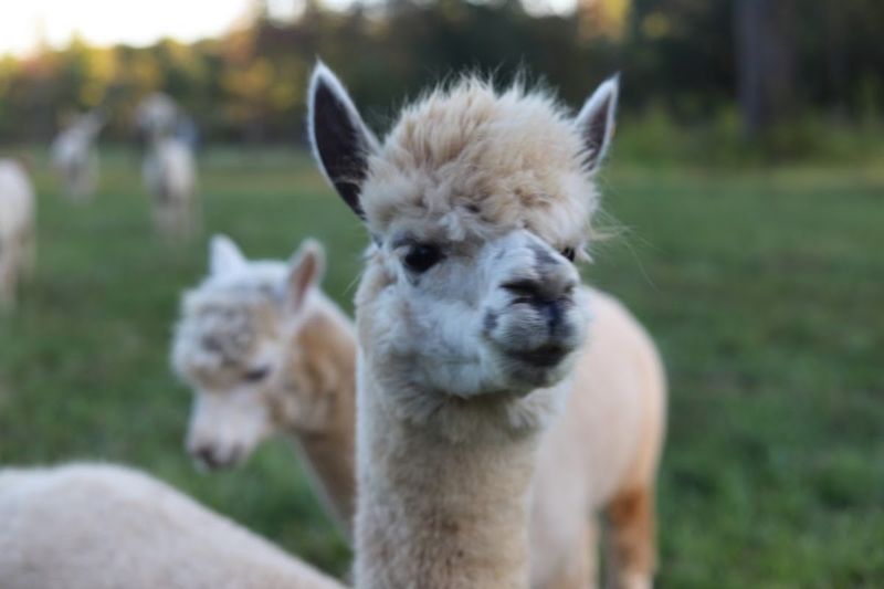 Davieste / Local Yadkin Valley Agritourism Hubs - Mocksville, Davie County