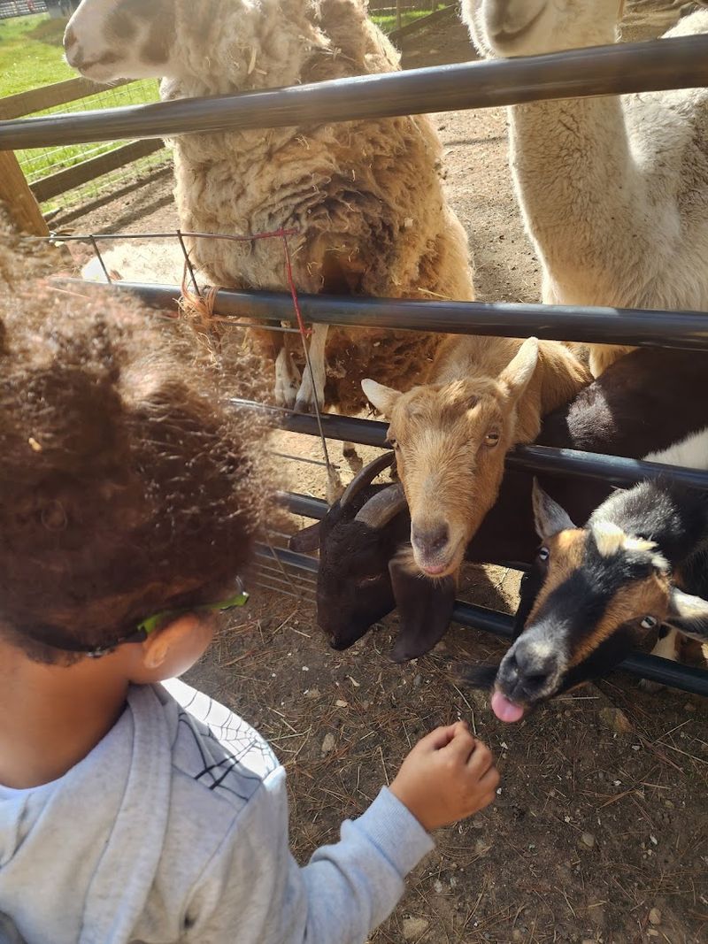Blazing Saddles Pony Parties & Petting Zoo (Fairhaven)
