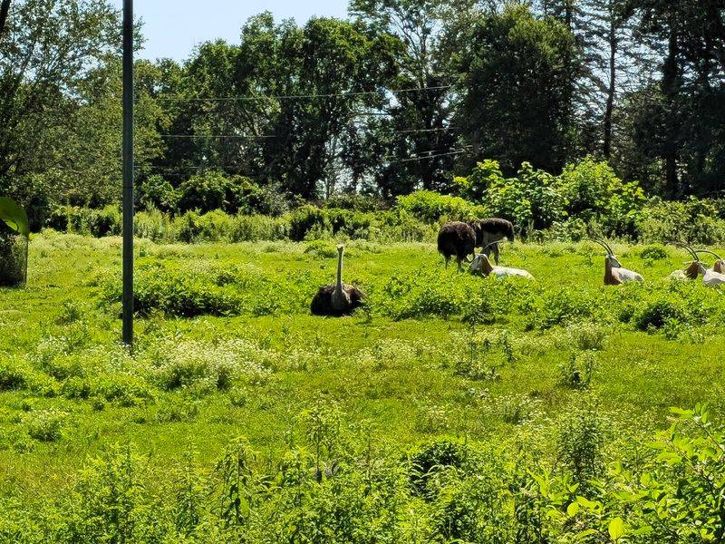 Southwick's Zoo (Mendon)