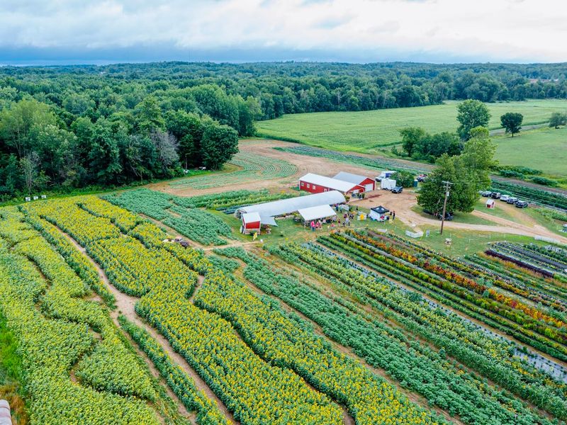 Ankley Family Farm (Sunflower/U-pick fields)