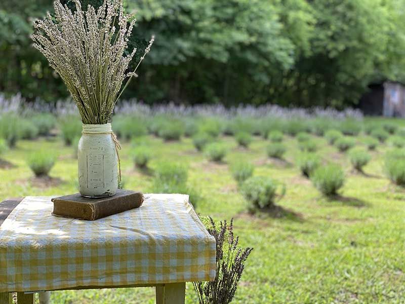 Gusenbury Fields Lavender and Flower Farm