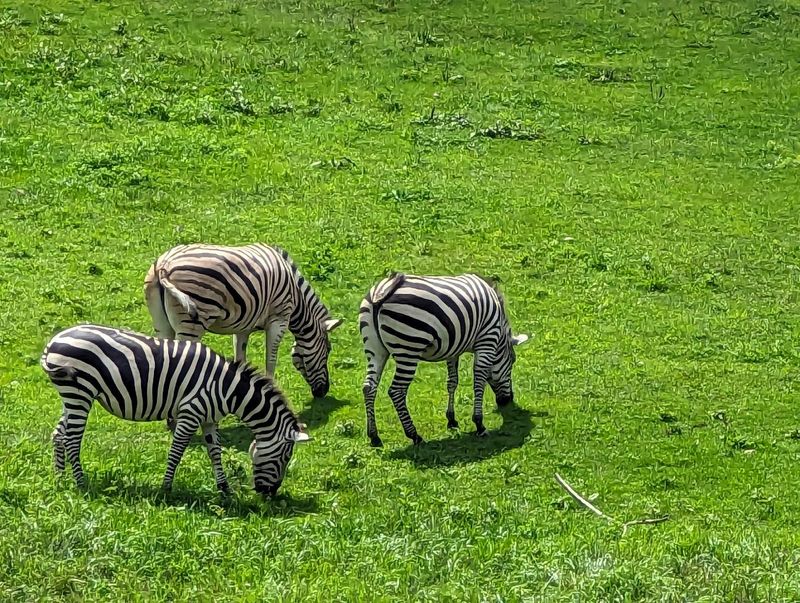 Binder Park Zoo (Battle Creek)