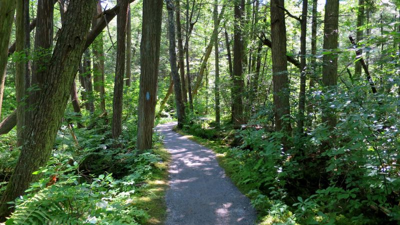 Pachaug State Forest - Nehantic & Pachaug Trails