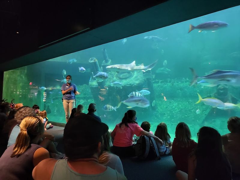 See Ocean Life at North Carolina Aquarium at Pine Knoll Shores (Pine Knoll Shores)