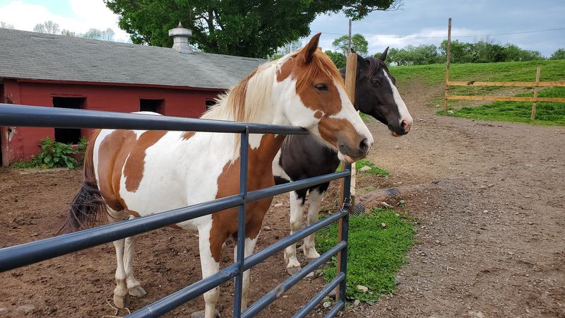 Happy Trails Stables &mdash; Waymart, Pennsylvania