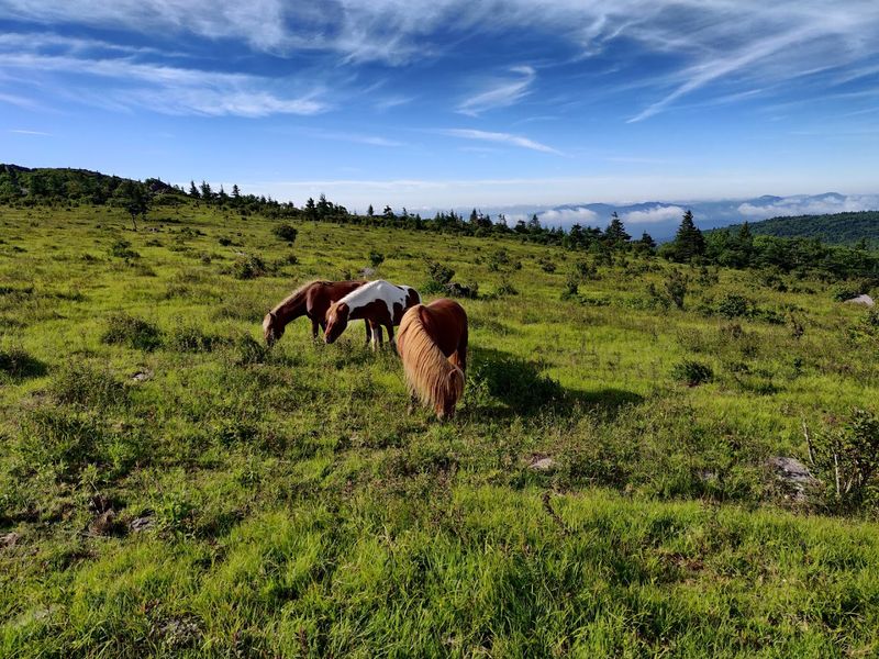Mount Rogers 