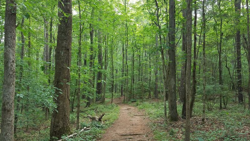 A Forest That Still Feels Undisturbed