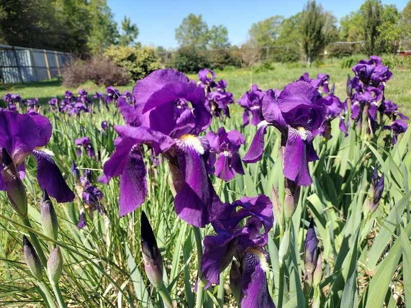 Southern Virginia Botanical Gardens (South Boston)