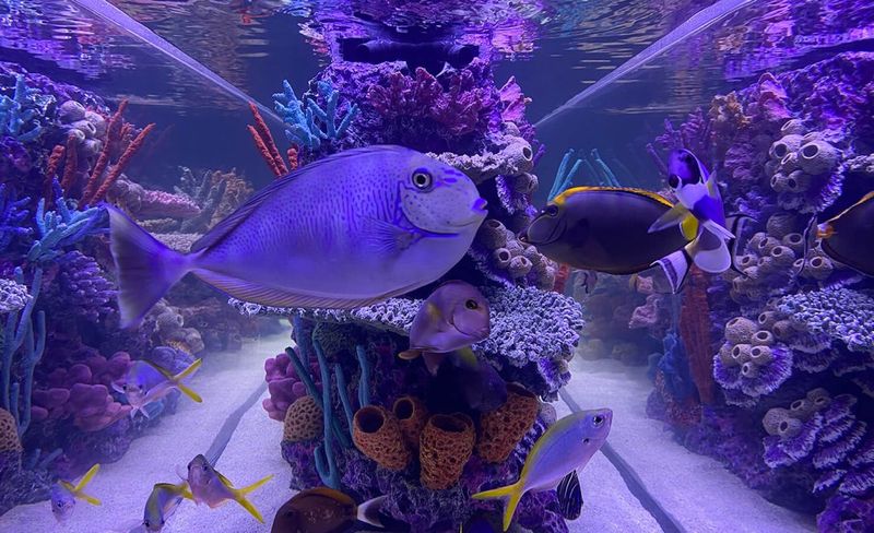 Keystone Reefscapes 
