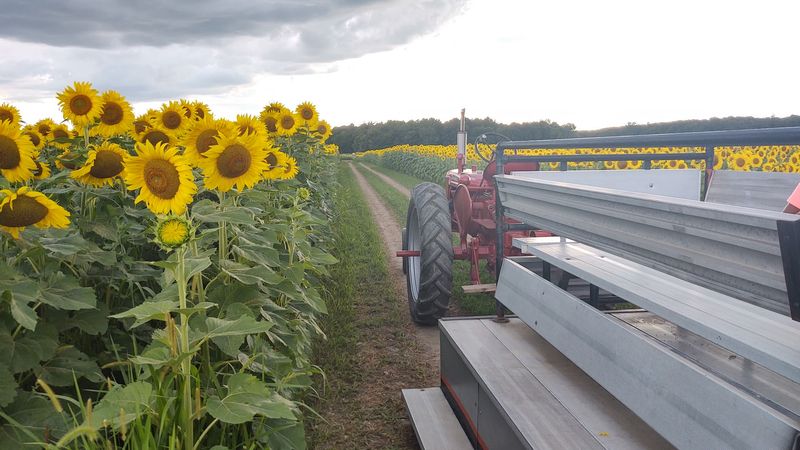 Relaxing Wagon Rides Through Endless Blooms