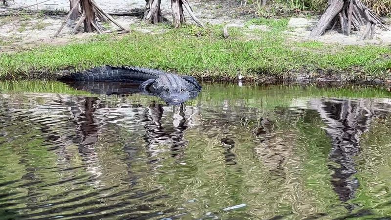 Close Encounters With Prehistoric Residents