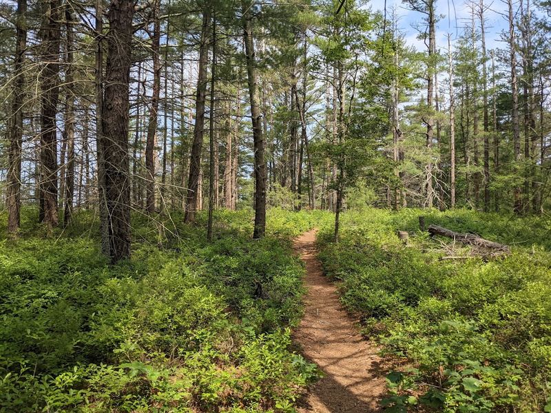 Myles Standish State Forest