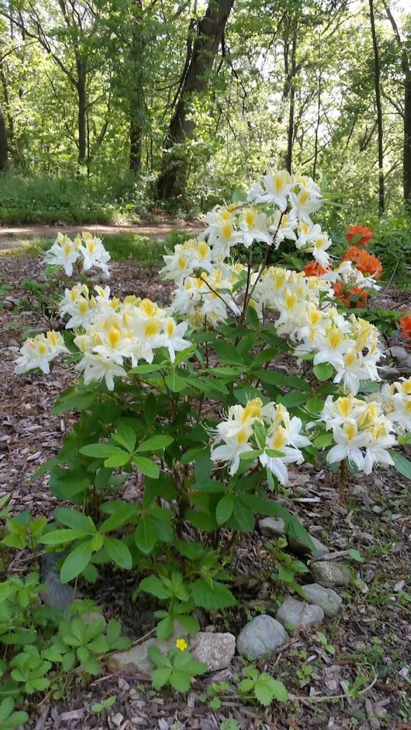 Hadwen Arboretum (Worcester)