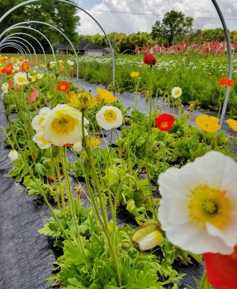 Blossom Lane Farm