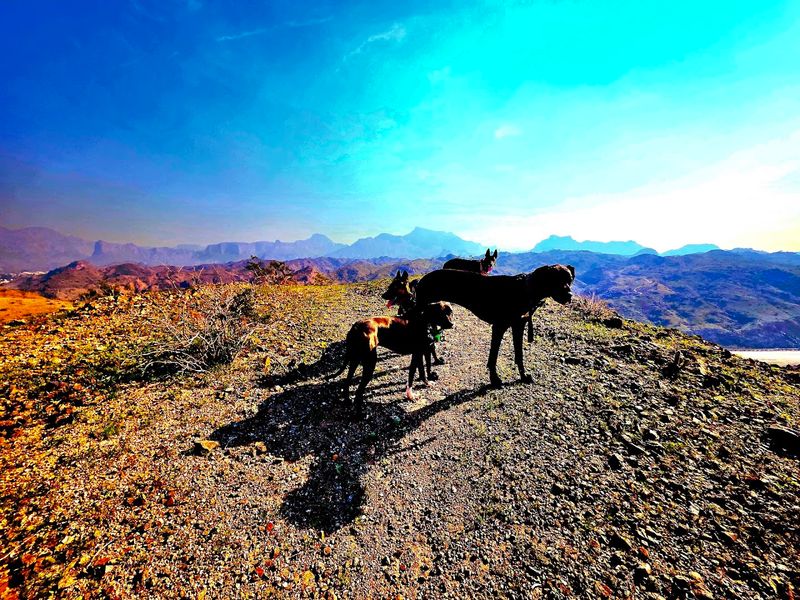 Large Off-Leash Dog Recreation Area