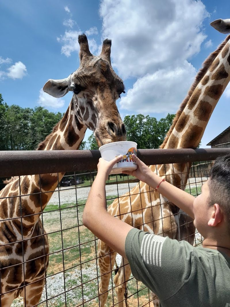 Meet Animals Up Close at Lazy 5 Ranch (Mooresville)